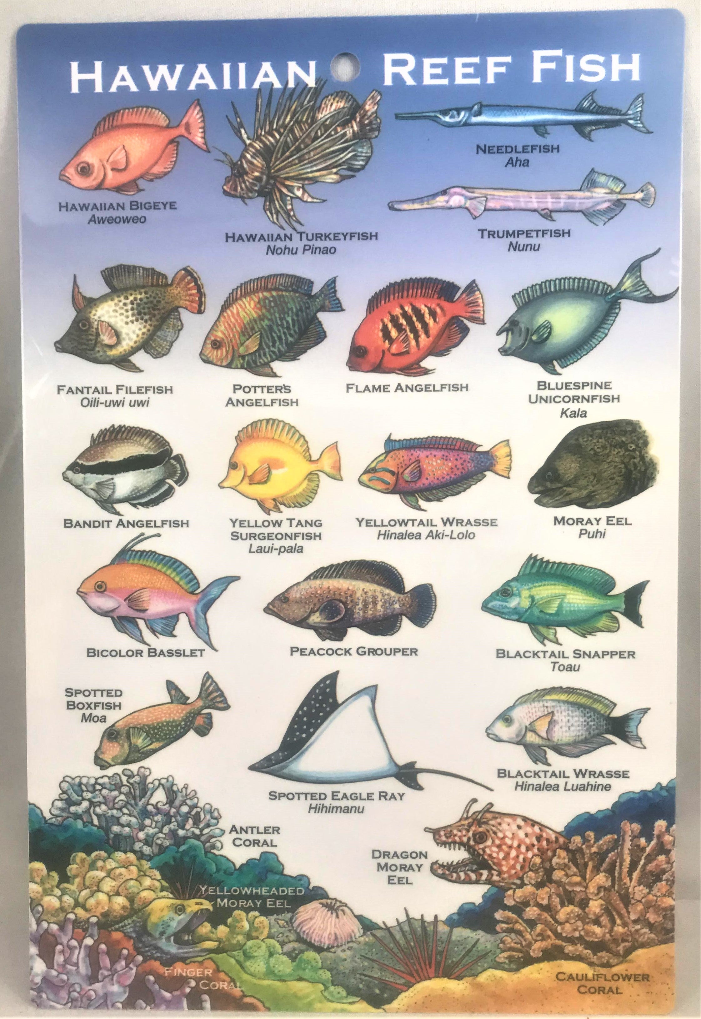 Hawaiian Reef Fish