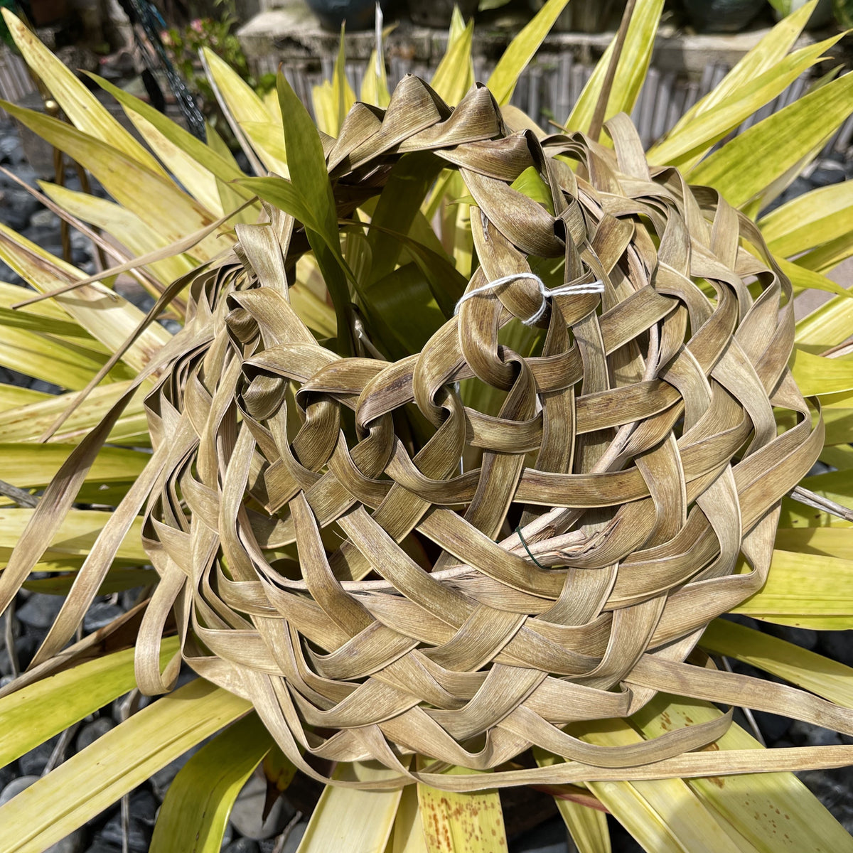 coconut palm frond hat Coconut Frond Hat