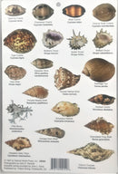 Common Shells of Hawai'i and the Pacific