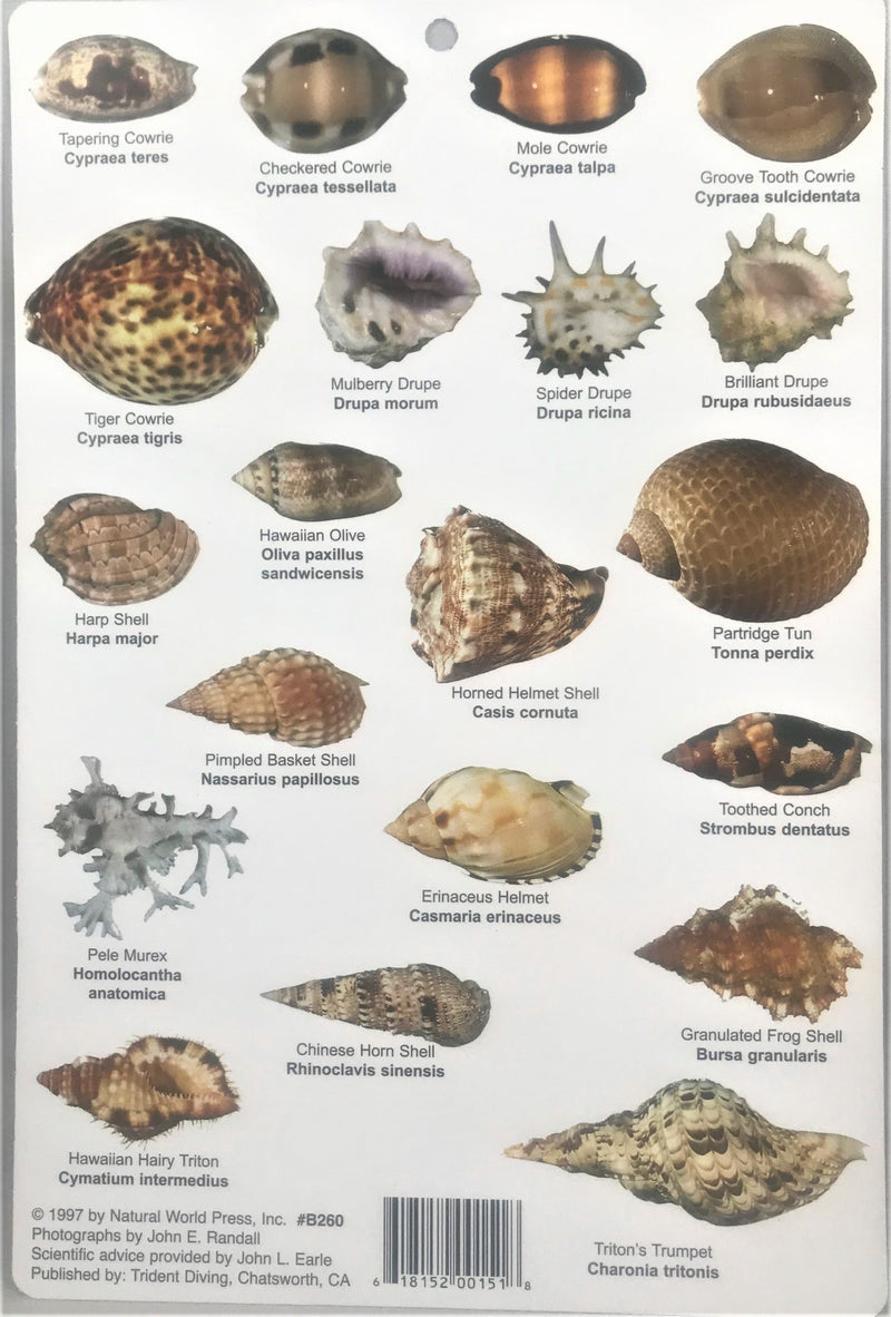 Minnesota Shells Common Common Shells of Hawai'i and the Pacific