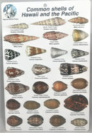 Common Shells of Hawai'i and the Pacific