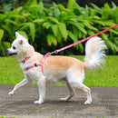 Harness - Princess Paws