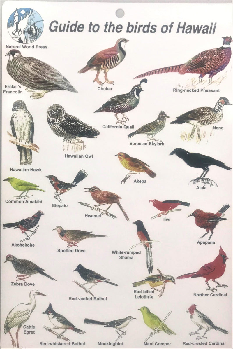 Guide to Birds of Hawai'i