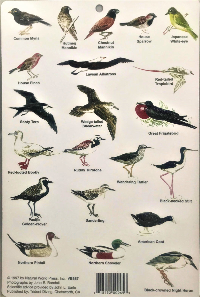 Guide to Birds of Hawai'i
