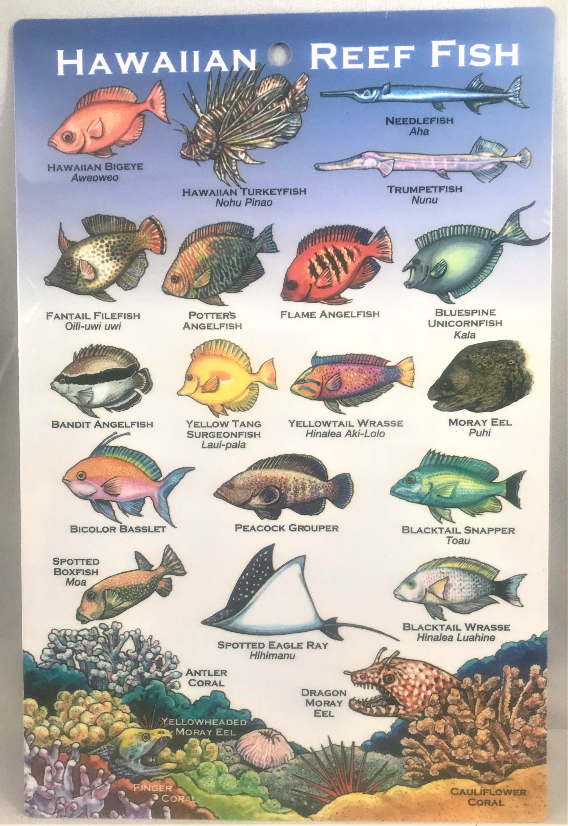 Tropical Fish Identification Guide