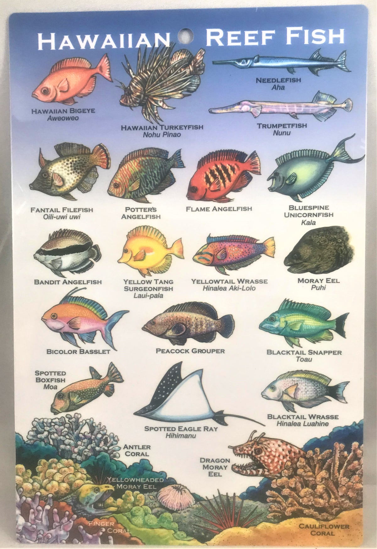 Hawaiian Reef Fish Identification Hawaii Reef Fish Identification Amazon.com : Franko Maps Oahu Reef