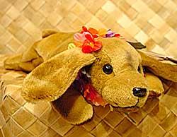 'Ilio The Faithful and Loving Poi Dog Puppy