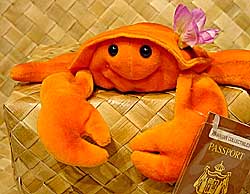 Hihe'e The Sideways-Running Hawaiian Crab