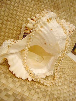 Ni'ihau White Momi Shell Pikake Style Lei 19"